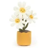 Amuseables Daisy Outlet